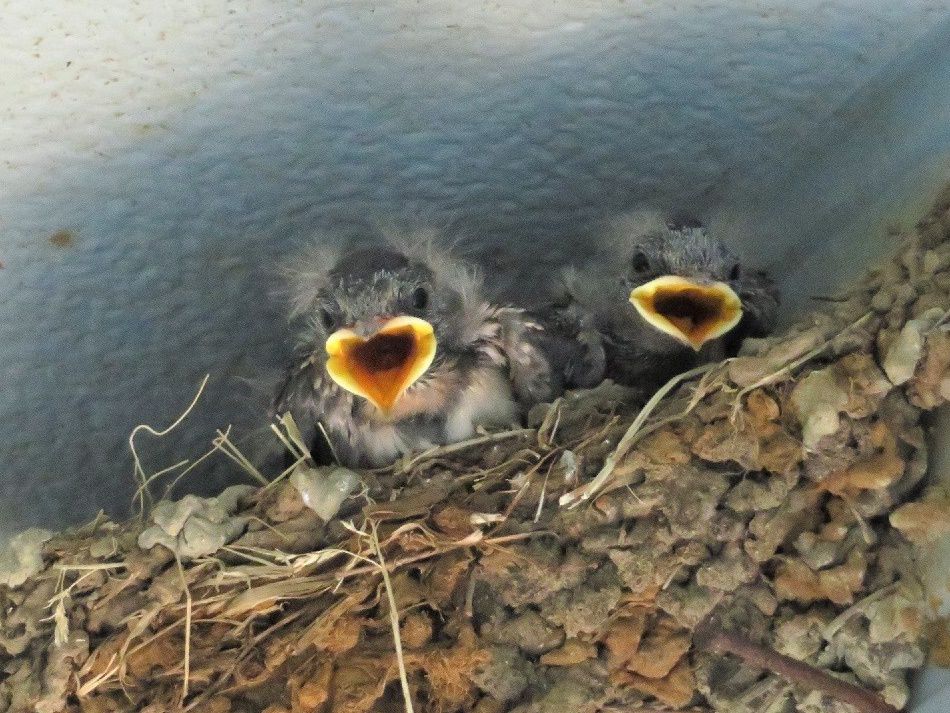 ツバメの雛と子育ての様子 誕生１１日目 大分金太郎の花鳥蝶月 楽天ブログ