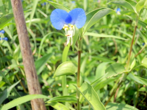 ツユクサの花