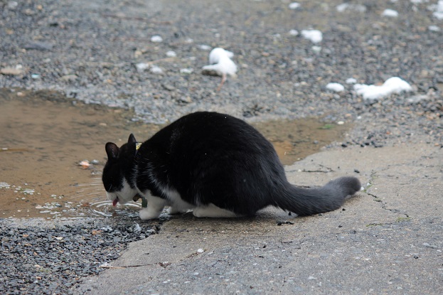 水たまりの水を飲むクロム.jpg