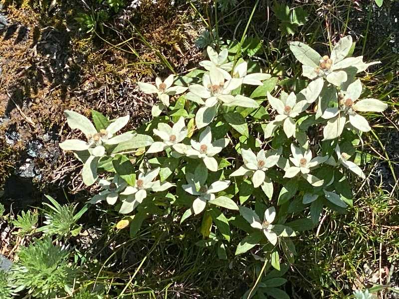 夏の北岳の植物（3）撫でたくなる子供のように愛らしい花 | 醍醐山と下部（しもべ）温泉 - 楽天ブログ