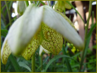 令和2年3月16日 貝母の花日向は猫の転寝場 花の歳時記 天南星の魅力 山野草 楽天ブログ 令和2年3月16日 貝母の花日向は猫の転寝場 花の歳時記 天南星の魅力 山野草 楽天ブログ