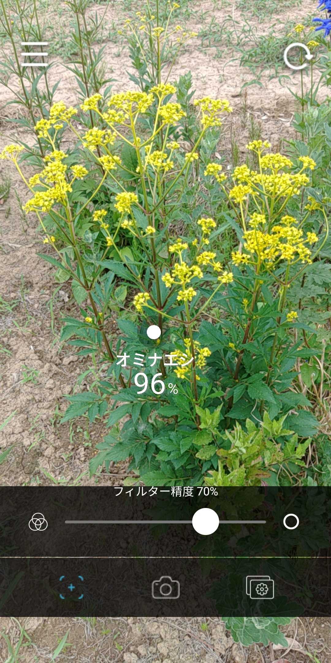 オミナエシ 女郎花 越谷市増森 ましもり のやまたけちゃんのブログ 楽天ブログ オミナエシ 女郎花 越谷市増森 ましもり のやまたけちゃんのブログ 楽天ブログ