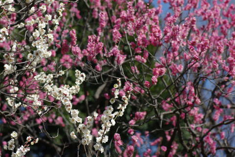 梅の花