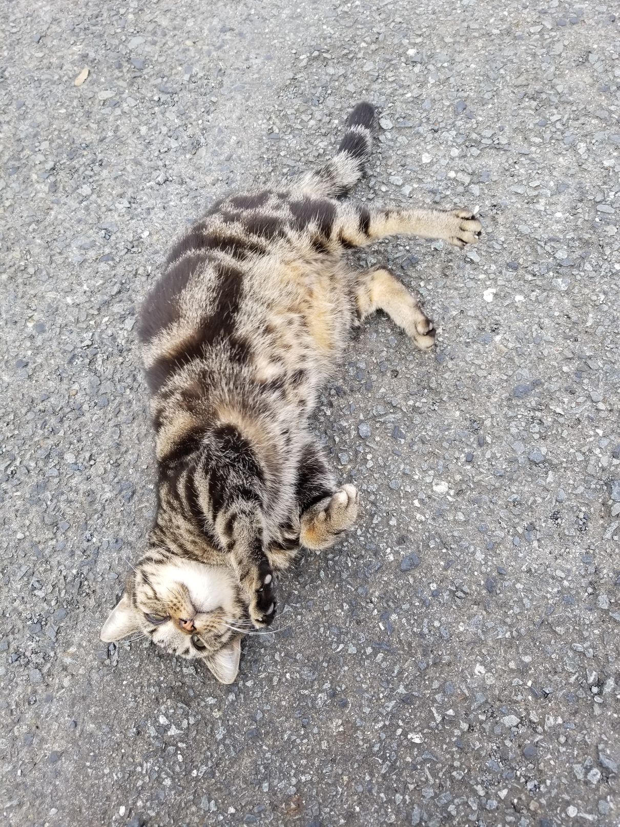 人なつっこい猫 お住まいのリフォーム情報網 楽天ブログ