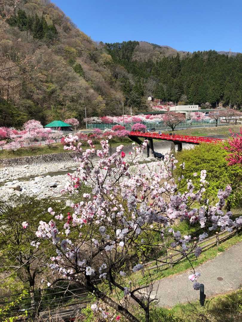 花桃 阿智村 なおとたまの気ままな日常ブログ 楽天ブログ