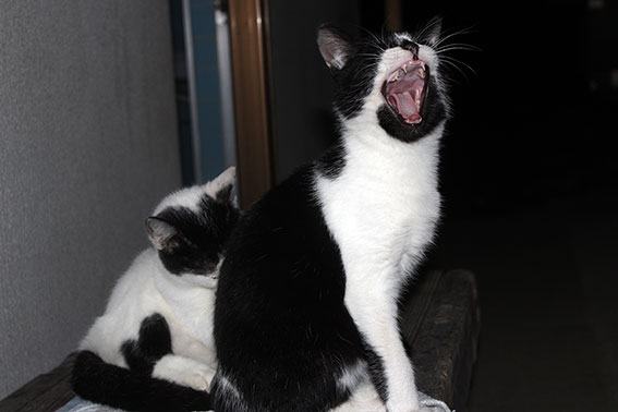 我が家のニャンコ♪2014/11/15-2