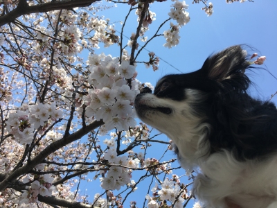 180325チロルと桜