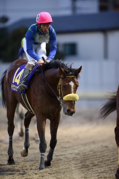 レース後