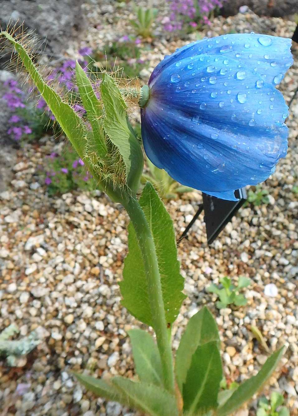ブルーポピー 開花 海外で見た ポピー 各種 半田山植物園 ほか 楽天版じぶん更新日記 楽天ブログ