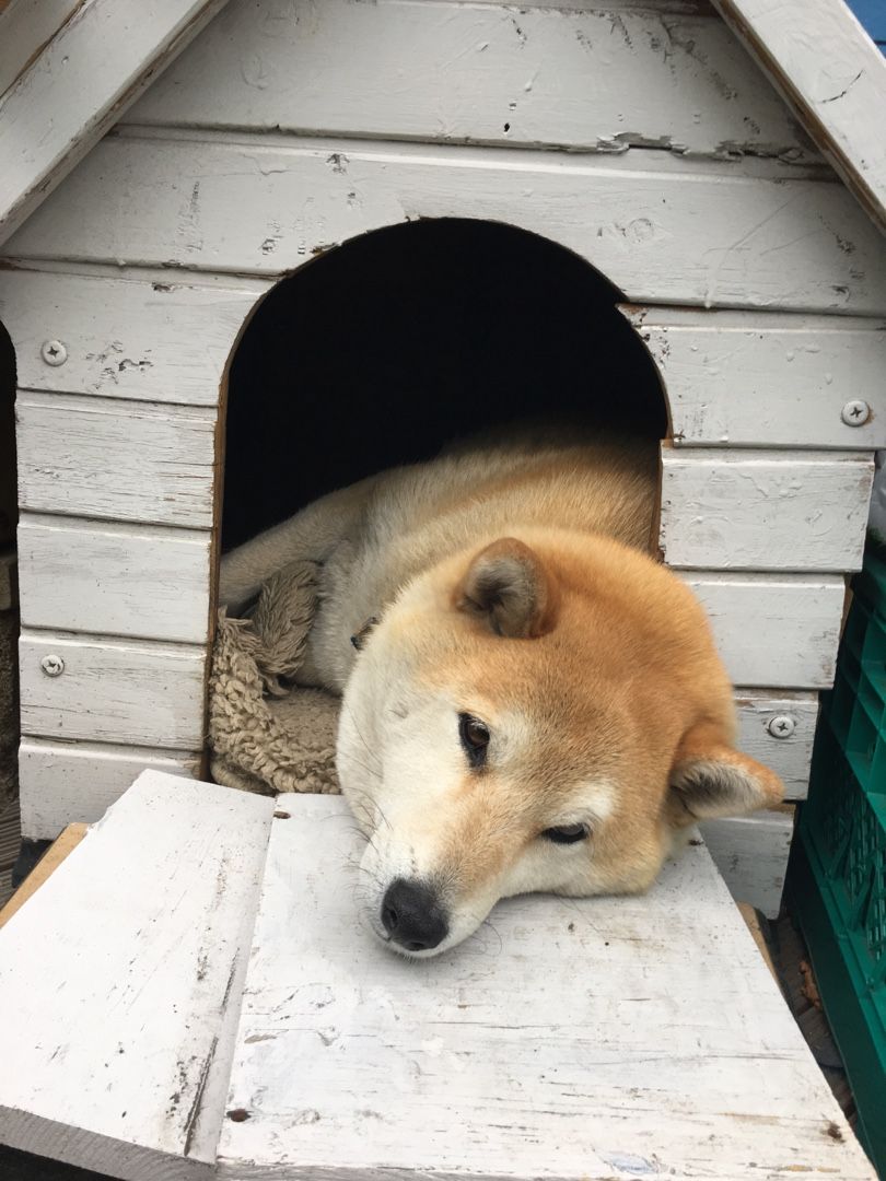 うちの犬 芝犬のしばじろう 楽天ブログ