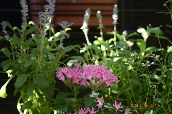 DSC_0009.JPG