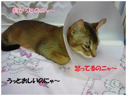 2012エリザベスカラー3