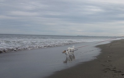 海