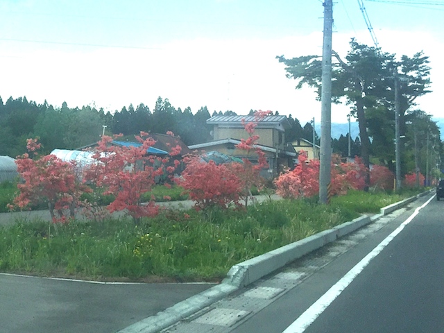つつじロード