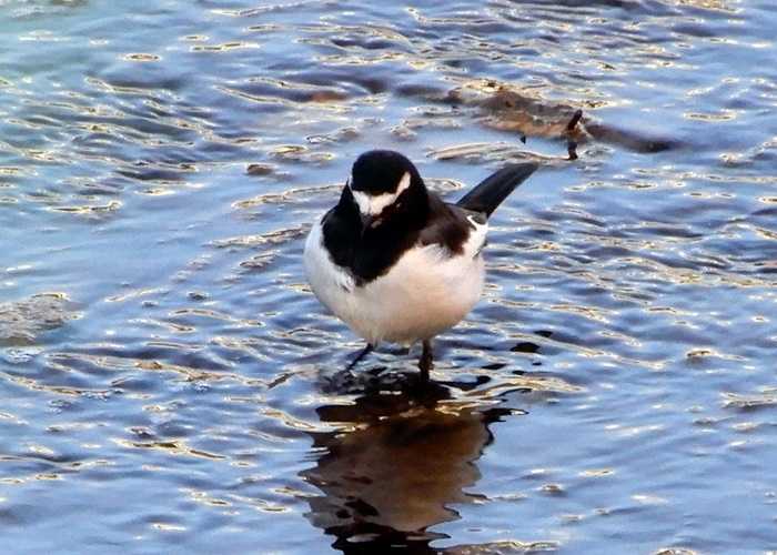 セグロセキレイ2