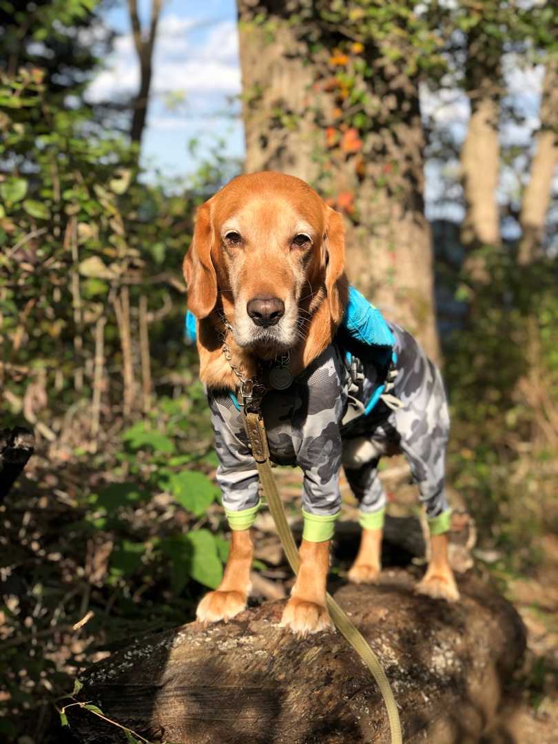 小仏城山北東尾根コース Mix犬 ラブニエルとの日々 楽天ブログ