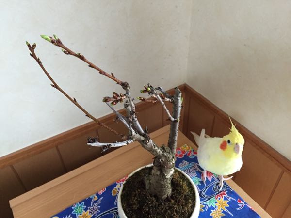 rblog-20160305235524-02.jpg