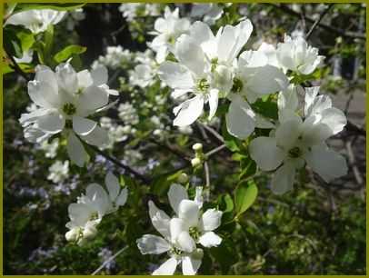 令和４年４月10日 利休梅千利休を偲びおり 花の歳時記 天南星の魅力 山野草 楽天ブログ