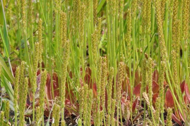 Ａ・名前の解らない植物.jpg