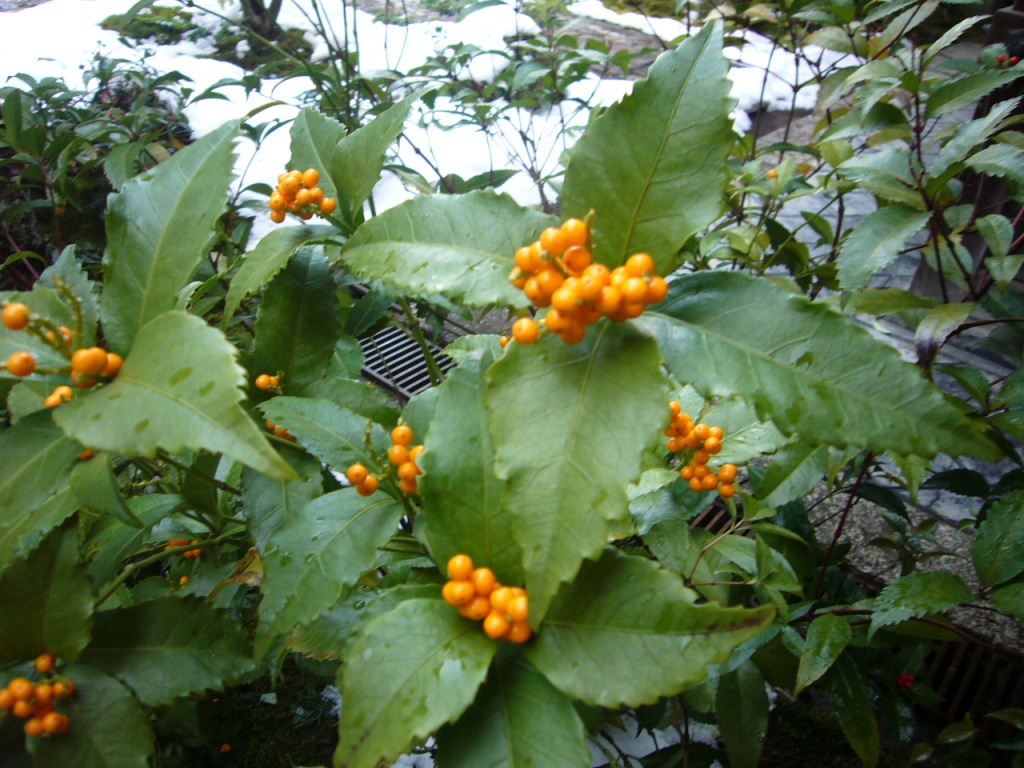 P1170394-.jpg
