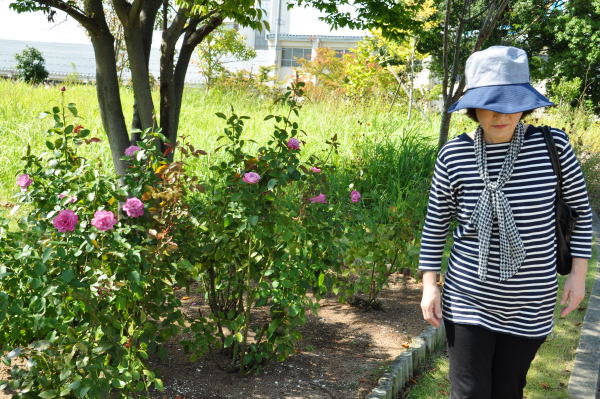 おとぎの森　秋薔薇