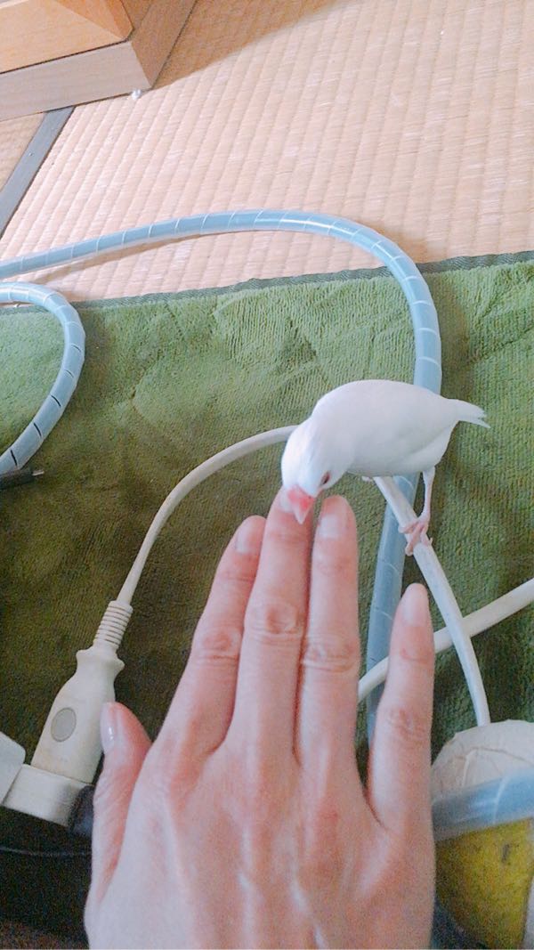 鳥が家にいる ウチの鳥たち 楽天ブログ