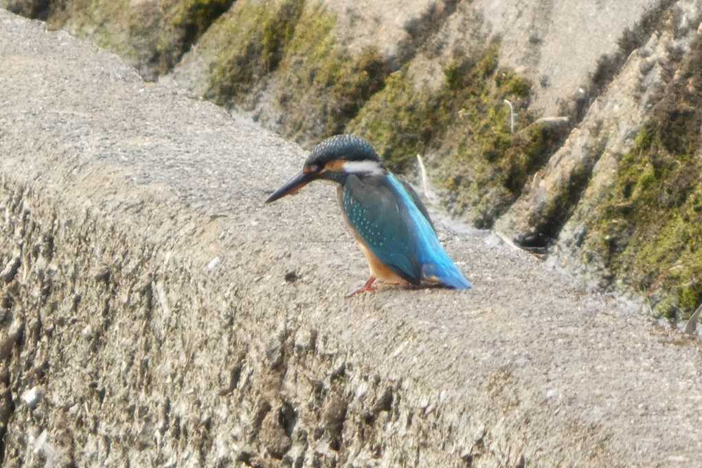 515