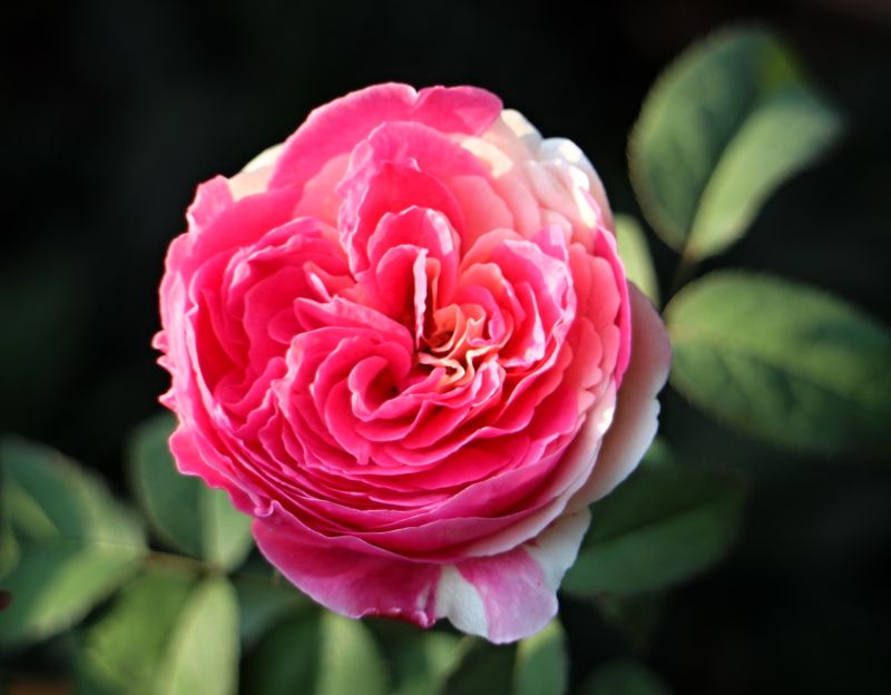 たまき バラと可愛い花たち 楽天ブログ