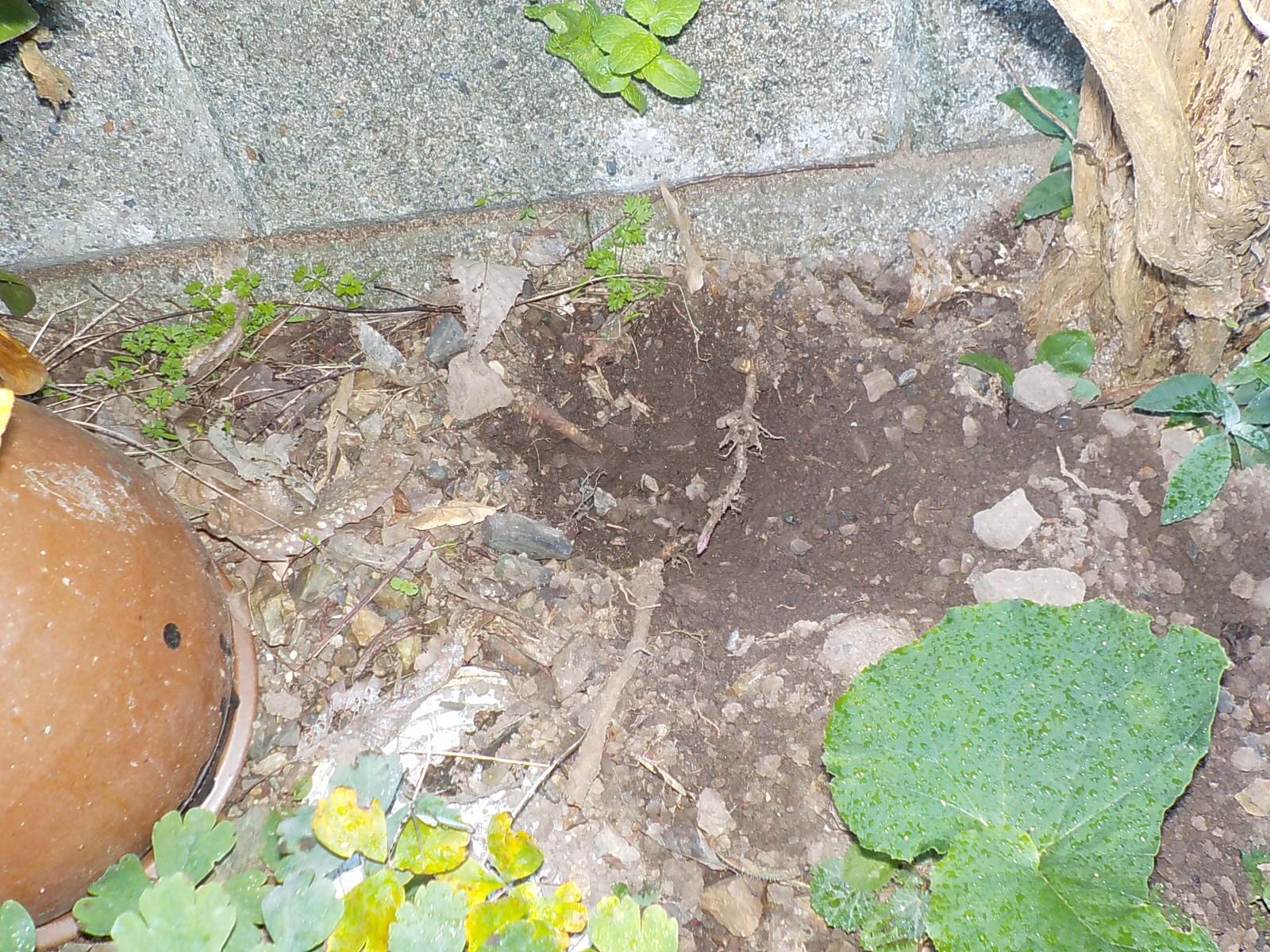 庭に穴が 動物が掘ったようです 私と陶芸。 楽天ブログ