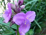 P1020798-1.jpg