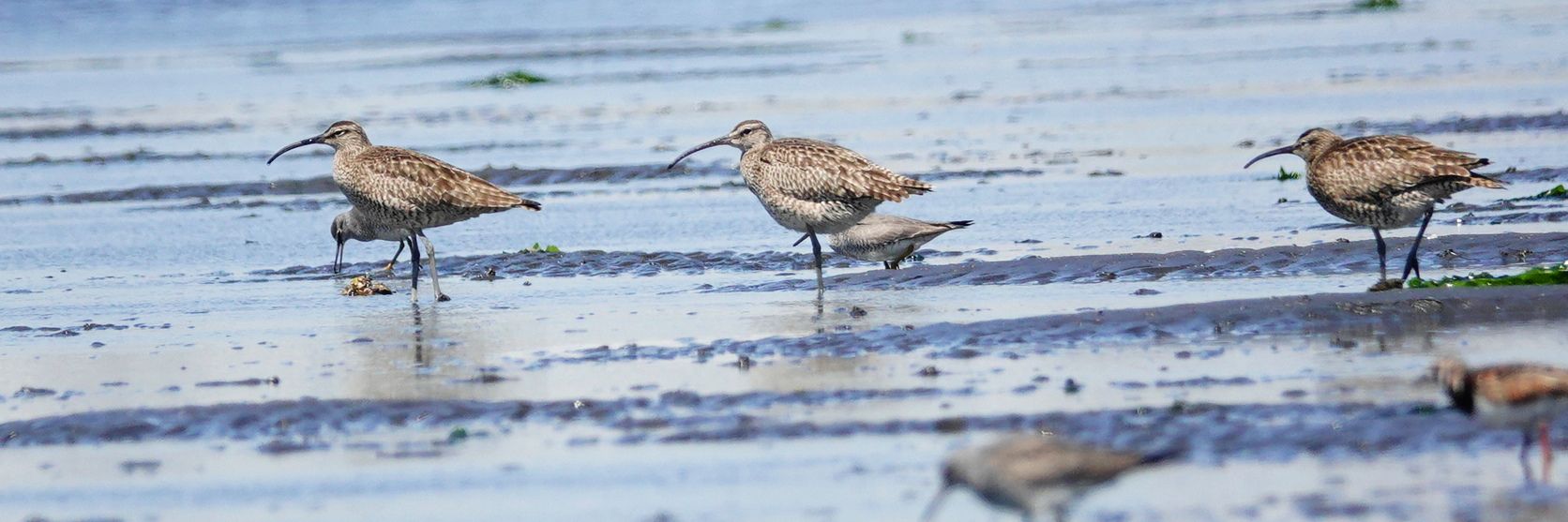 チュウシャクシギ 於船橋三番瀬海浜公園 アウトドア親爺の徒然日記 楽天ブログ