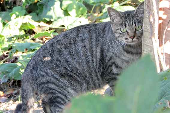 我が家のニャンコ♪2015/11/11-2