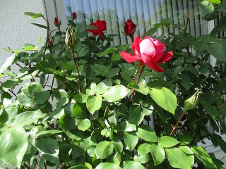 IMG_0465ss.jpg