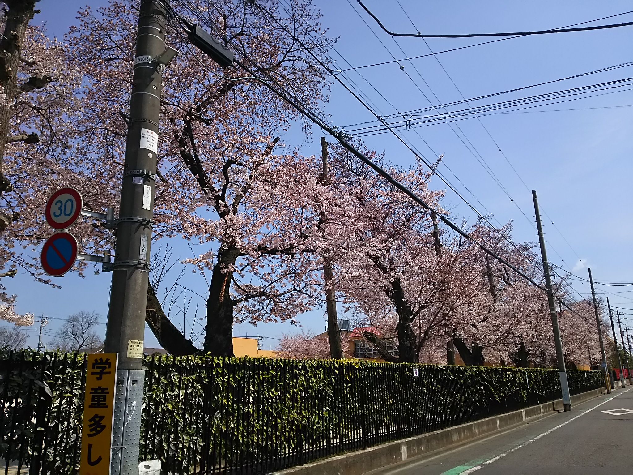 国立音大付属小学校の桜 レイキなエッセイスト矢尾こと葉がお届けする愛と笑いのメッセージ。【日記カフェ**ホトケとわたし**】 楽天ブログ