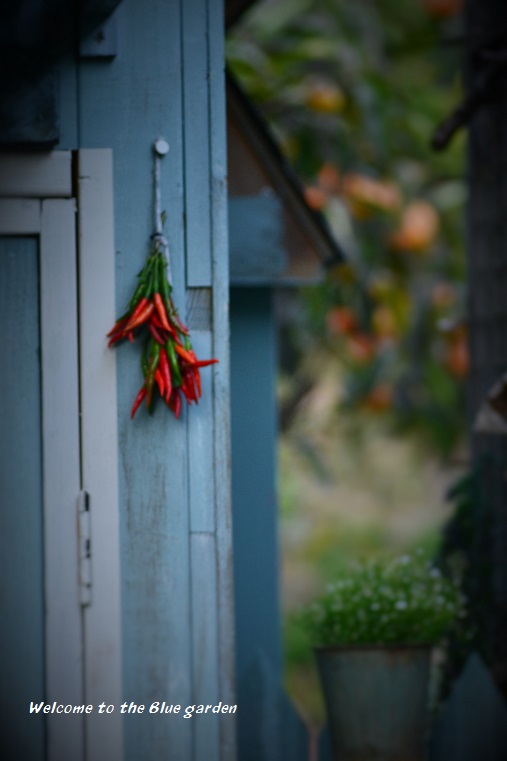 何でもおしゃれに ようこそブルーガーデンへ 楽天ブログ