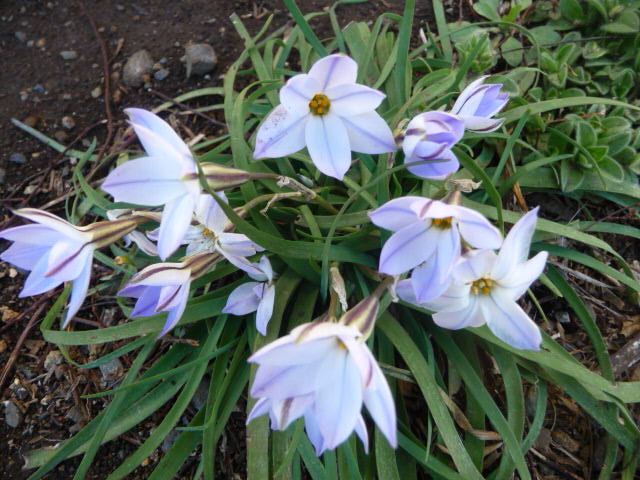 943 花韮