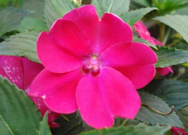 インパチェンスの花 花と蕎麦とリハビリと 楽天ブログ