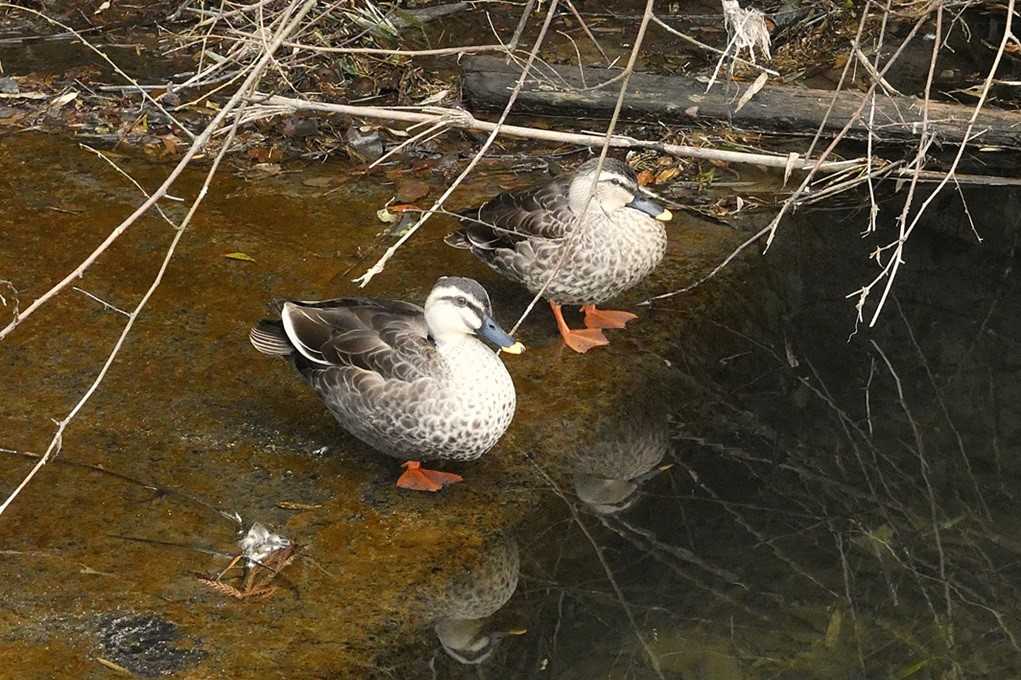 515
