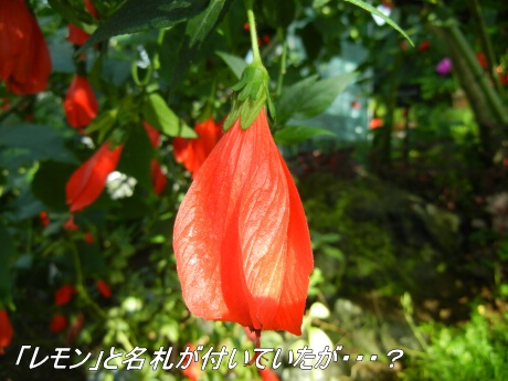 新宿御苑 大温室内の植物