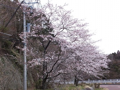 20140405地蔵堂桜