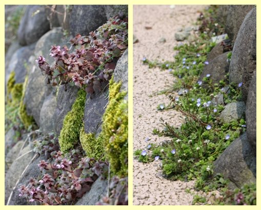 大乗寺丘陵公園-3 小さな花たち 14.3.17