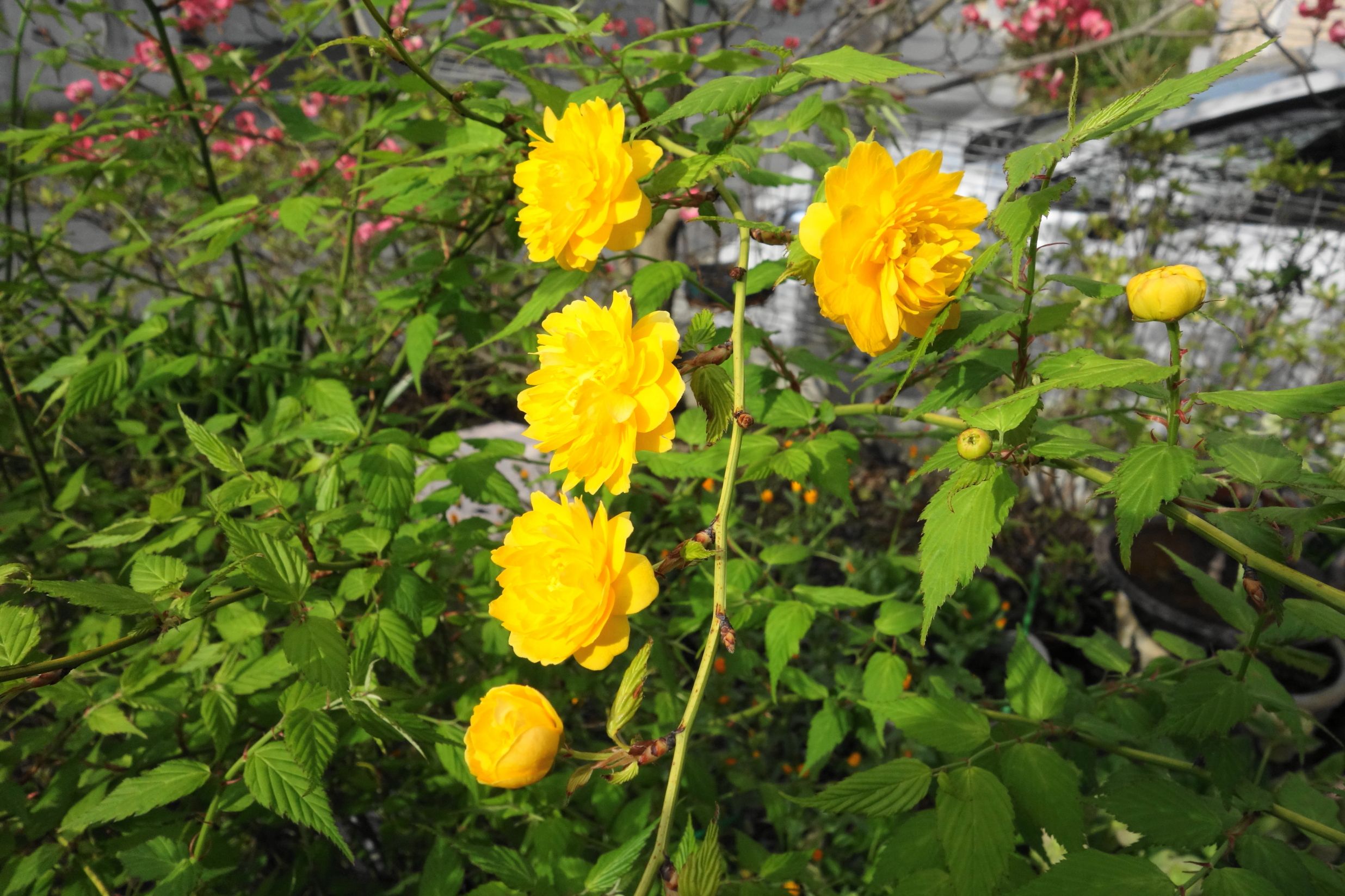 山吹が綺麗に咲きました どじょう家族の日記 楽天ブログ