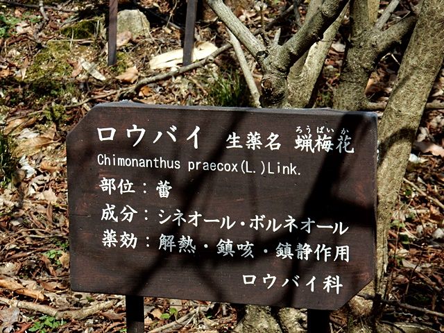 ロウバイ