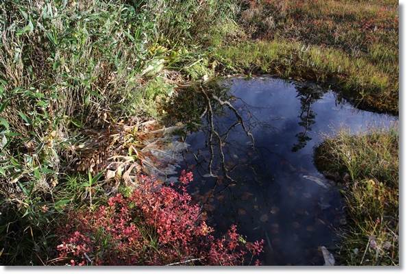 栂池自然園-52 池塘に映る 15.10.2