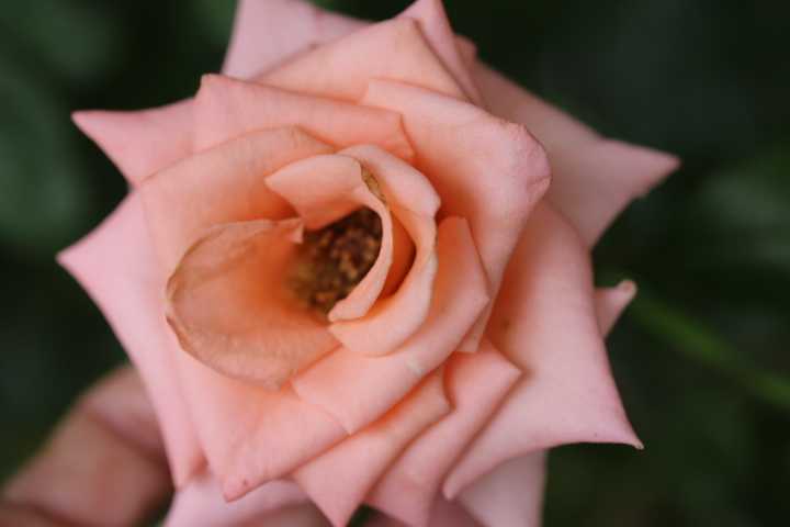 遅くまで咲いているバラ シンデレラ ヘリテージ アルバメイデイランド Searching My Garden 楽天ブログ