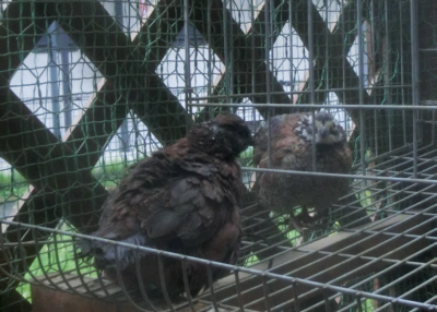 20150405(2)