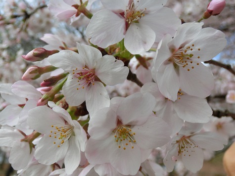 桜