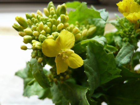 2菜の花花450２.jpg