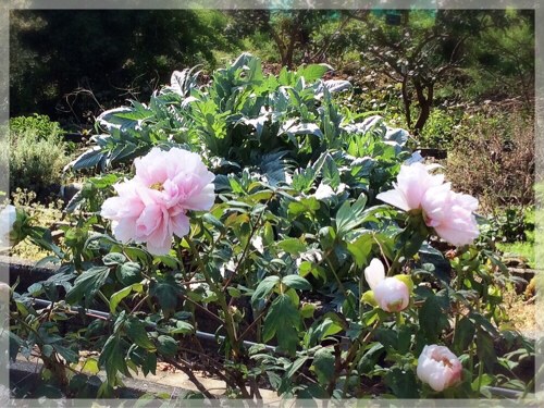 フラワーセンター大船植物園の牡丹