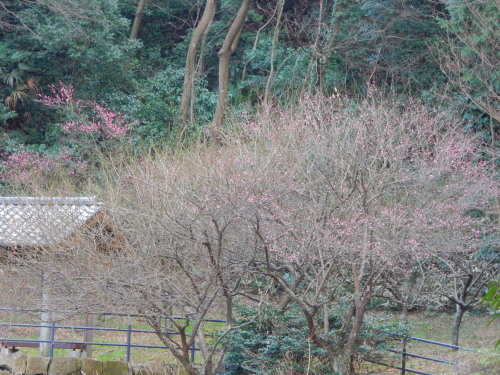 DSCN0034b20160131.jpg